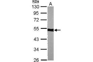 WB Image Sample (30 ug of whole cell lysate) A: NIH-3T3 10% SDS PAGE antibody diluted at 1:1000 (alpha Tubulin anticorps)