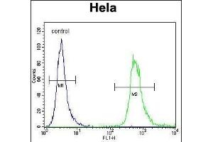 WDR3 Antibody (N-term) (ABIN656456 and ABIN2845740) flow cytometric analysis of Hela cells (right histogram) compared to a negative control cell (left histogram). (WDR3 anticorps  (N-Term))
