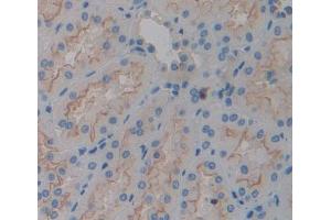 IHC-P analysis of kidney tissue, with DAB staining. (TGOLN2 anticorps  (AA 22-323))
