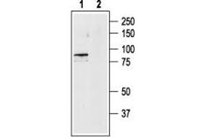 Western blot analysis of rat brain lysates: - 1.