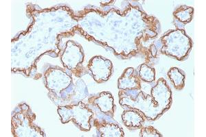 Formalin-fixed, paraffin-embedded human Placenta stained with E-Cadherin MAb (CDH1/1525).