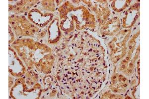 IHC image of ABIN7168103 diluted at 1:300 and staining in paraffin-embedded human kidney tissue performed on a Leica BondTM system. (Ribonuclease H1 anticorps  (AA 73-185))