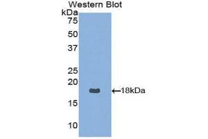 Western Blotting (WB) image for anti-Neurotrophin 4 (NTF4) (AA 80-209) antibody (ABIN3209310) (Neurotrophin 4 anticorps  (AA 80-209))