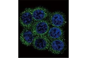 Confocal immunofluorescent analysis of PCSK2 antibody with 293 cells followed by Alexa Fluor 488-conjugated goat anti-rabbit lgG (green).