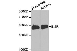Western blot analysis of extracts of various cell lines, using INSR antibody (ABIN5970115) at 1/1000 dilution. (Insulin Receptor anticorps)