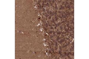 Immunohistochemical staining of human cerebellum with NAE1 polyclonal antibody  shows strong nuclear positivity in Purkinje cells. (NAE1 anticorps)
