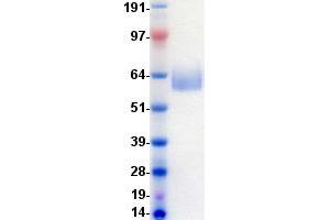 Validation with Western Blot
