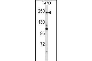 Western blot analysis in T47D cell line lysates (35ug/lane). (PPL anticorps  (C-Term))