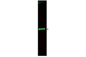 Image no. 1 for anti-Slit Homolog 3 (SLIT3) (AA 1164-1177) antibody (ABIN199965) (SLIT3 anticorps  (AA 1164-1177))