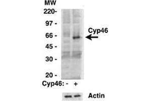 Western analysis of CYP46A1 in HEK293 cells overexpressing CYP46A1 or transfected with an empty vector using CYP46A1 polyclonal antibody .
