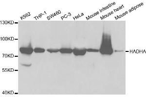 Western blot analysis of extracts of various cell lines, using HADHA antibody. (HADHA anticorps)
