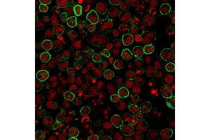 Immunofluorescence staining of Raji cells using CD20 Mouse Monoclonal Antibody (L26) followed by goat anti-Mouse IgG conjugated to CF488 (green). (CD20 anticorps)