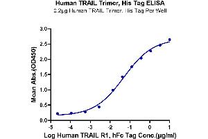 Immobilized TRAIL Trimer, His Tag at 2 μg/mL (100 μL/well) on the plate.
