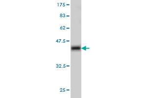 Western Blot detection against Immunogen (37.