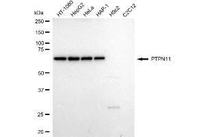 Western blotting analysis using PTPN11 antibody (ABIN7800041).