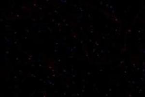 Immunofluorescent analysis of paraformaldehyde-fixed rat skeletal muscle using Ring1A (ABIN7075467) at dilution of 1: 800