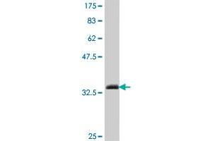 Western Blot detection against Immunogen (34.