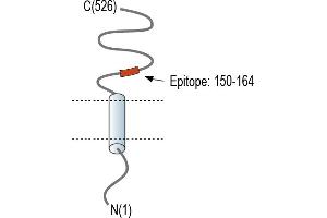 Representative domain view of the target of ABIN7581980.