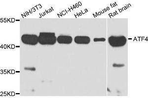 Western blot analysis of extracts of various cell lines, using ATF4 antibody. (ATF4 anticorps  (AA 1-351))