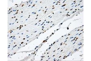 Immunohistochemistry (IHC) image for anti-Nitrilase Family, Member 2 (NIT2) antibody (ABIN1499737) (NIT2 anticorps)