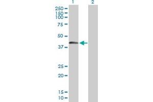 Western Blot analysis of SPESP1 expression in transfected 293T cell line by SPESP1 MaxPab polyclonal antibody. (SPESP1 anticorps  (AA 1-350))