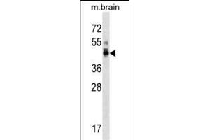 P1R7 Antibody (C-term) (ABIN1537114 and ABIN2850157) western blot analysis in mouse brain tissue lysates (35 μg/lane). (PPP1R7 anticorps  (C-Term))