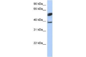 Western Blotting (WB) image for anti-Speckle-Type POZ Protein-Like (SPOPL) antibody (ABIN2459393) (SPOPL anticorps)