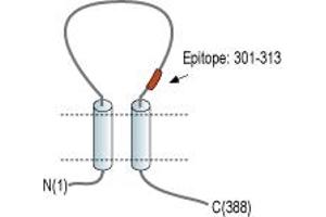 Representative domain view of the target of ABIN7582057.