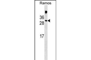 HDGFL1 Antibody (Center) (ABIN1537751 and ABIN2848823) western blot analysis in Ramos cell line lysates (35 μg/lane). (HDGFL1 anticorps  (AA 110-138))