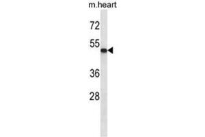 ABI2 Antibody (N-term) western blot analysis in mouse heart tissue lysates (35 µg/lane).