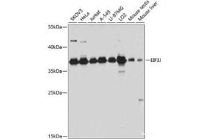 Western blot analysis of extracts of various cell lines using EIF3J Polyclonal Antibody at dilution of 1:3000. (EIF3S1 anticorps)