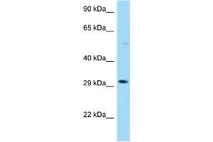 WB Suggested Anti-OR13G1 Antibody Titration: 1.