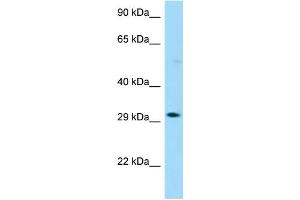 WB Suggested Anti-OR13G1 Antibody Titration: 1. (OR13G1 anticorps  (C-Term))