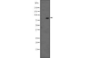 Western blot analysis of RASEF expression in K-562 cell lysate at 25ug/lane. (RASEF anticorps  (C-Term))