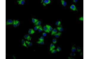 Immunofluorescence staining of Hela cells with ABIN7154731 at 1:133, counter-stained with DAPI.