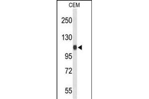 Western blot analysis of IPO11 Antibody (C-term) (ABIN653614 and ABIN2842973) in CEM cell line lysates (35 μg/lane). (Importin 11 anticorps  (C-Term))