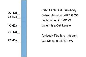WB Suggested Anti-GBA3  Antibody Titration: 0. (GBA3 anticorps  (N-Term))