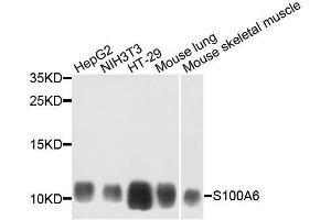 Western blot analysis of extracts of various cell lines, using S100A6 antibody. (S100A6 anticorps  (AA 1-90))