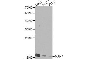 Western blot analysis of extracts of various cell lines, using MANF Antibody (ABIN5974212) at 1/1000 dilution. (MANF anticorps)