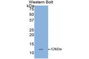 Western Blotting (WB) image for anti-Interleukin 1 Receptor, Type I (IL1R1) (AA 21-109) antibody (ABIN1172131)