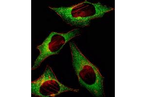 Fluorescent image of Hela cell stained with HIP2 Antibody (Center) (ABIN1882088 and ABIN2839151)/SH030911H. (UBE2K anticorps  (AA 109-139))
