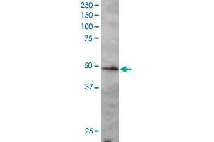 IRF2 polyclonal antibody  staining (2 ug/mL) of Jurkat lysate (RIPA buffer, 30 ug total protein per lane).