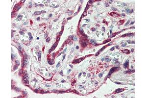 Anti-EMB antibody IHC of human placenta. (Embigin anticorps  (C-Term))
