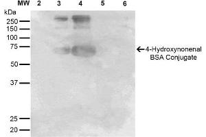 Western Blot analysis of 4-hydroxy-nonenal-BSA Conjugate showing detection of 67 kDa 4-hydroxy-nonenal-BSA using Mouse Anti-4-hydroxy-nonenal Monoclonal Antibody, Clone 12F7 . (HNE anticorps  (HRP))