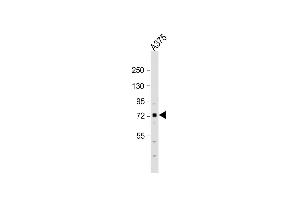 Anti-SRPK1 Antibody (N-term)at 1:1000 dilution +  whole cell lysate Lysates/proteins at 20 μg per lane. (SRPK1 anticorps  (C-Term))