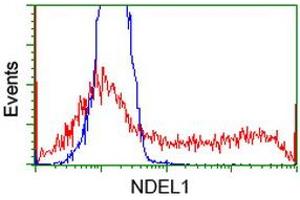 Image no. 4 for anti-NudE Nuclear Distribution E Homolog (A. Nidulans)-Like 1 (NDEL1) antibody (ABIN1499855)