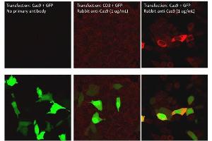Immunofluorescence of Rabbit Anti-Cas9 Antibody. (CRISPR-Cas9 (C-Term) anticorps (DyLight 800))
