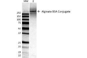 Western Blot analysis of ALL BSA-Alginate Conjugate showing detection of ~250 kDa Alginate protein using Mouse Anti-Alginate Monoclonal Antibody, Clone 4B10-1C5 . (Alginate anticorps)