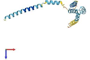 AlphaFold protein structure predicition of Mouse Recombinant Tomm20l Protein, UniprotID Q9D4V6