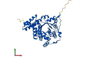 AlphaFold protein structure predicition of Mouse Recombinant Taldo1 Protein, UniprotID Q93092